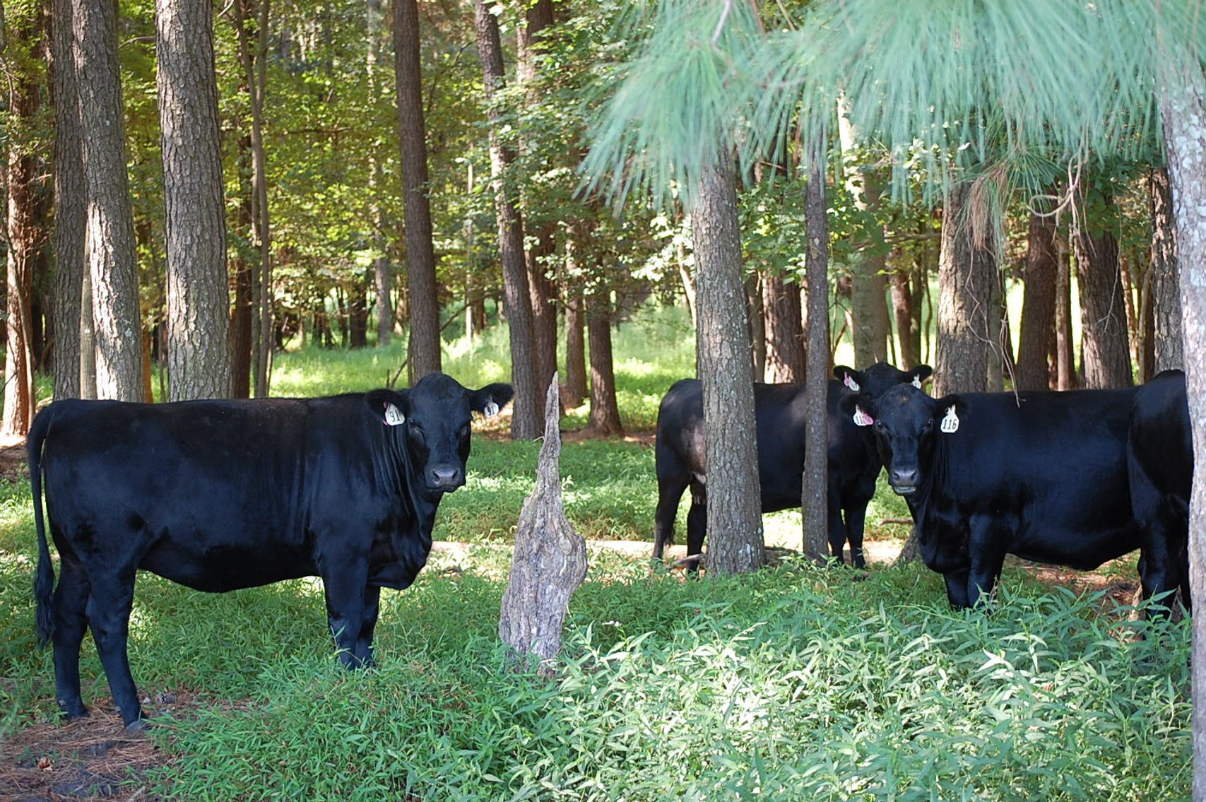 Image for ECO Farm Systems - Cattle Auction