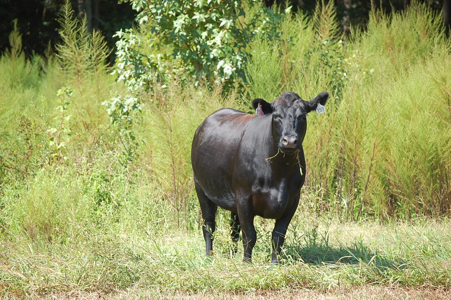 Image for ECO Farm Systems - Cattle Auction