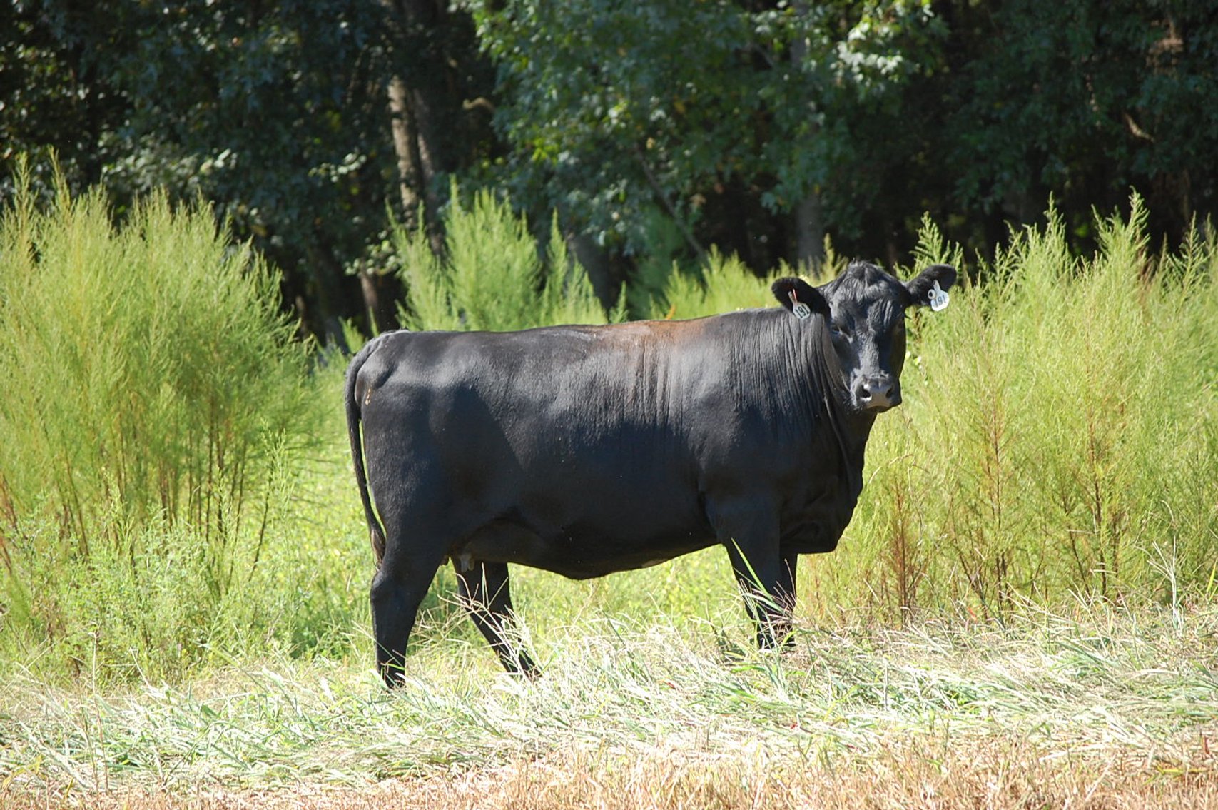 Image for ECO Farm Systems - Cattle Auction