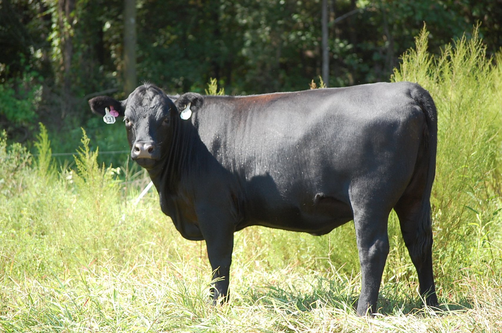 Image for ECO Farm Systems - Cattle Auction