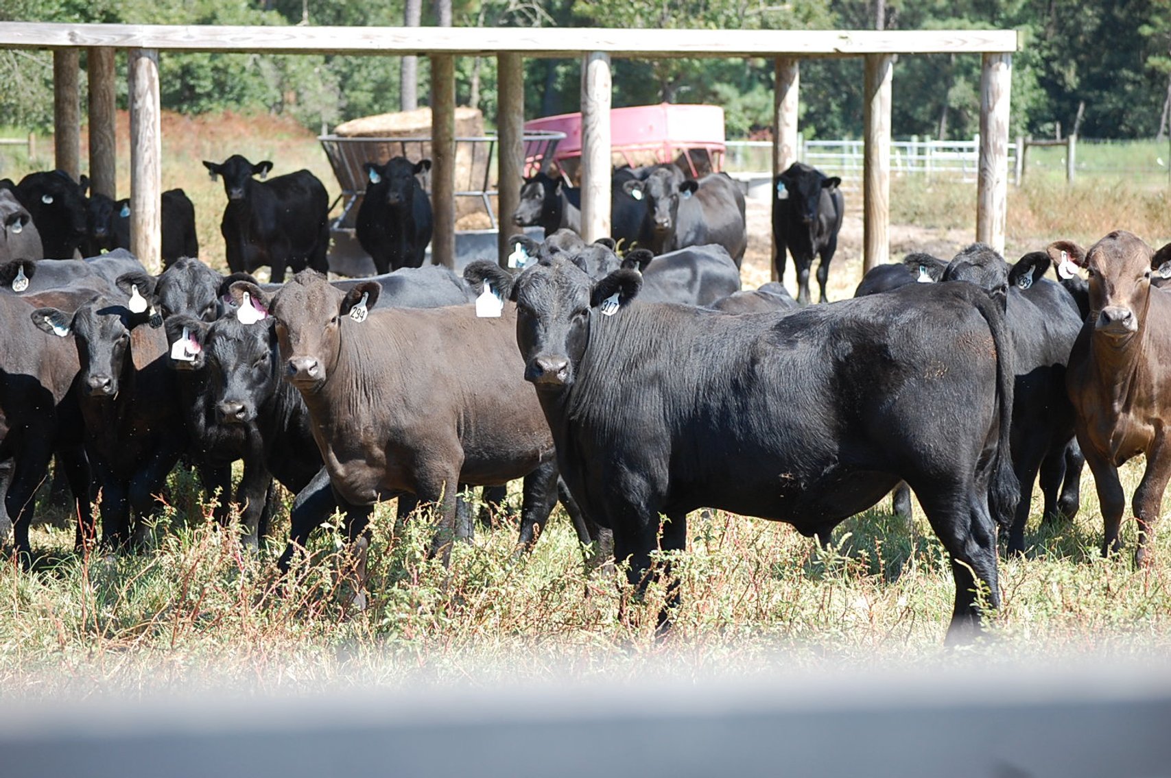 Image for ECO Farm Systems - Cattle Auction