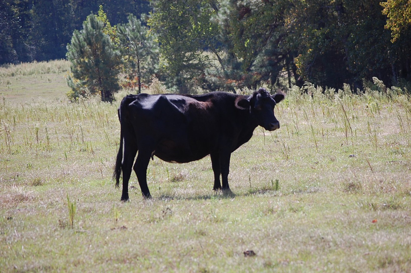 Image for ECO Farm Systems - Cattle Auction