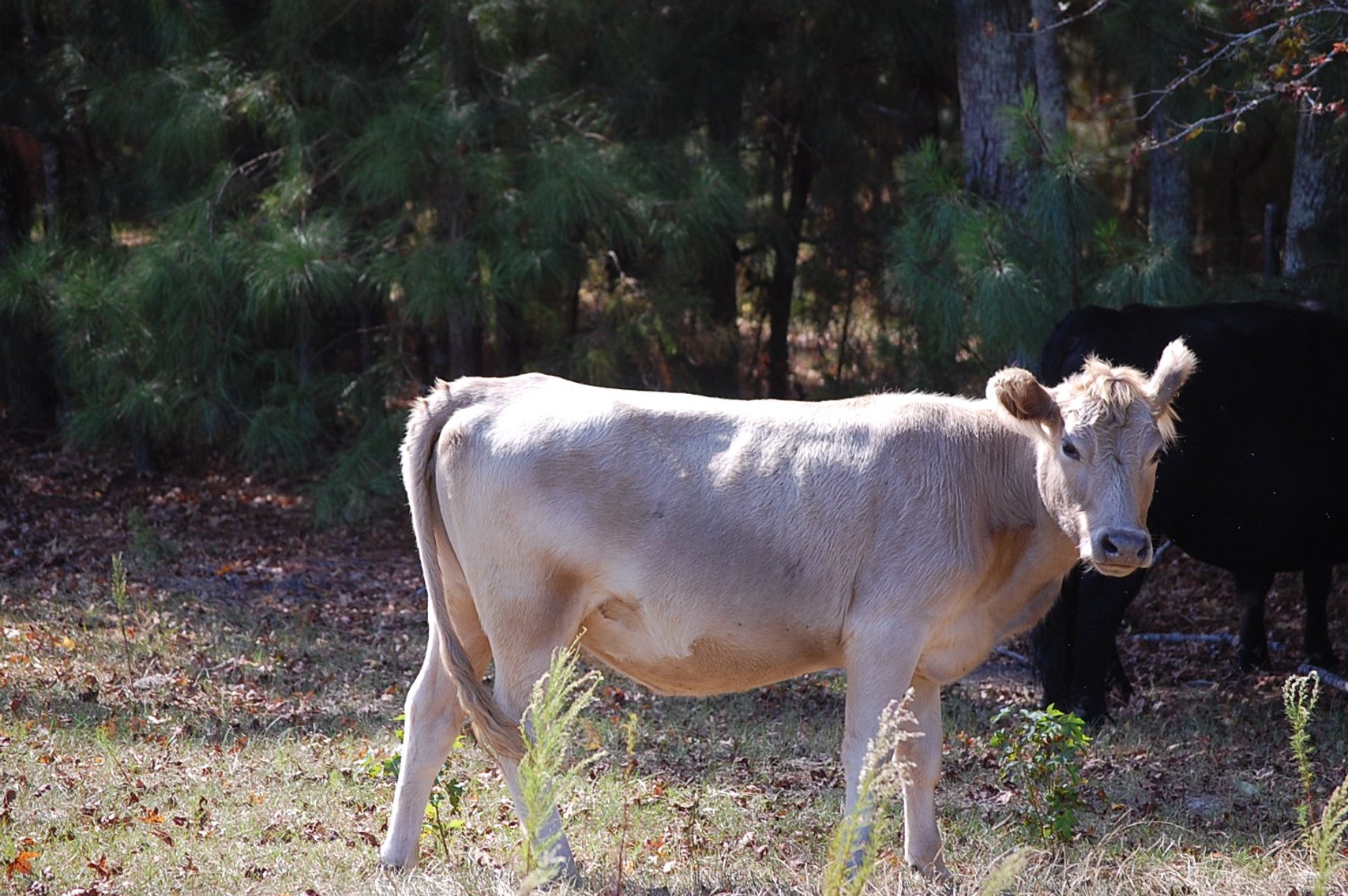Image for ECO Farm Systems - Cattle Auction