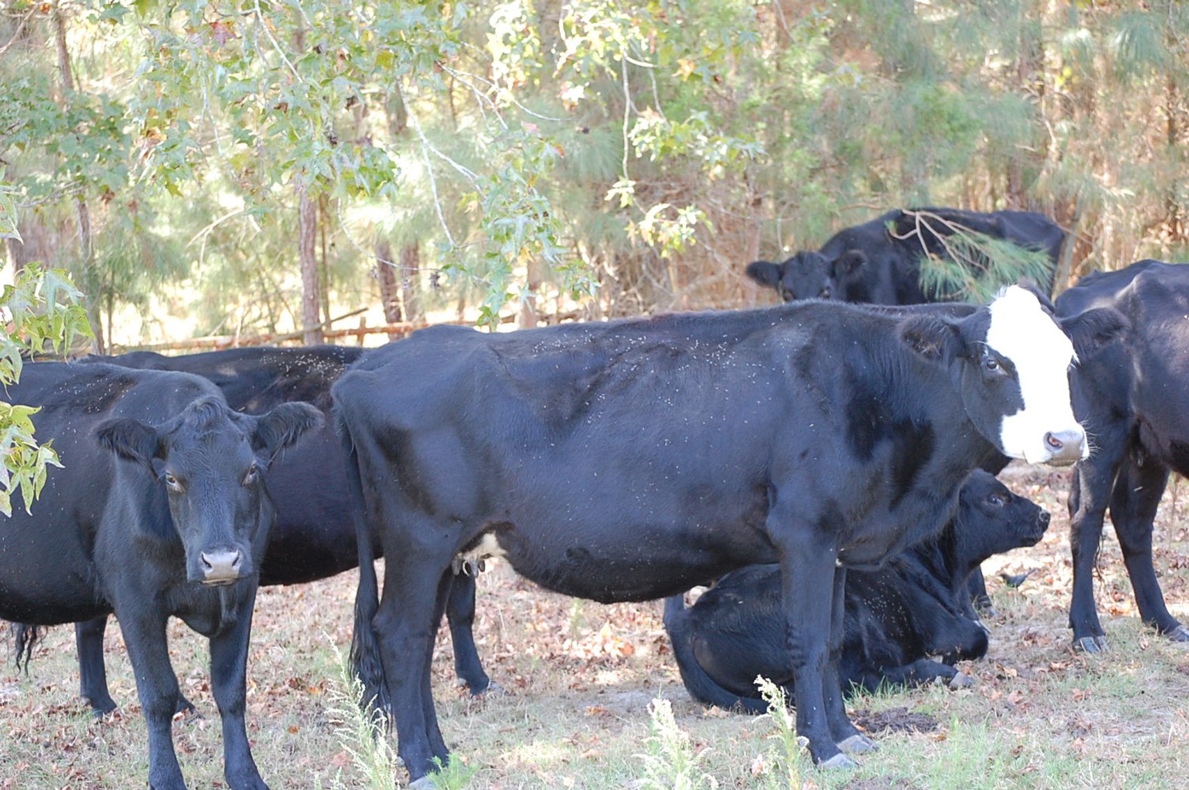 Image for ECO Farm Systems - Cattle Auction