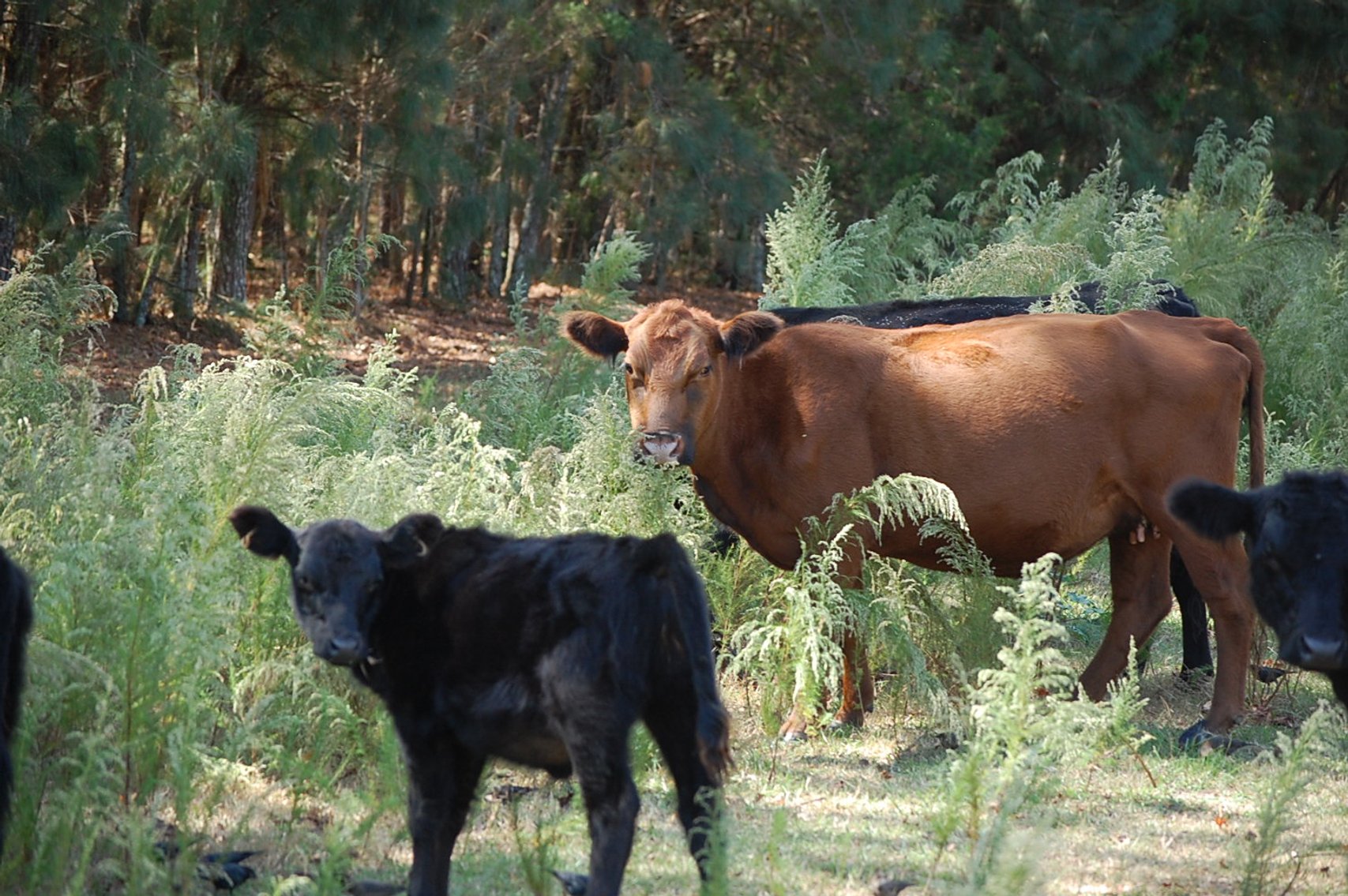 Image for ECO Farm Systems - Cattle Auction