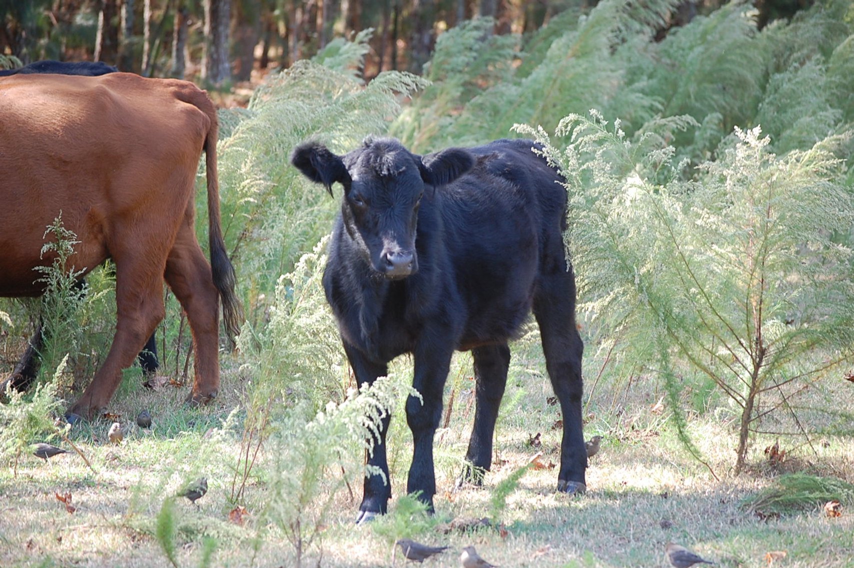 Image for ECO Farm Systems - Cattle Auction