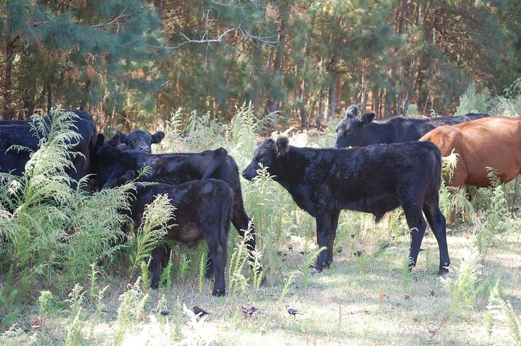 Image for ECO Farm Systems - Cattle Auction