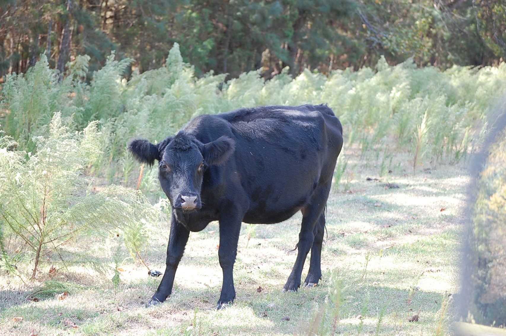 Image for ECO Farm Systems - Cattle Auction