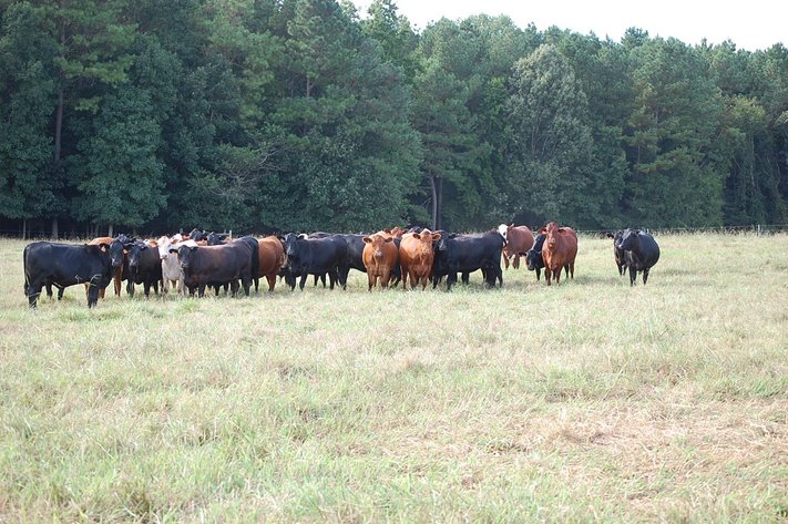 E.B. & Shane Harris 24th Annual Influence Commercial Female & Bull Sale