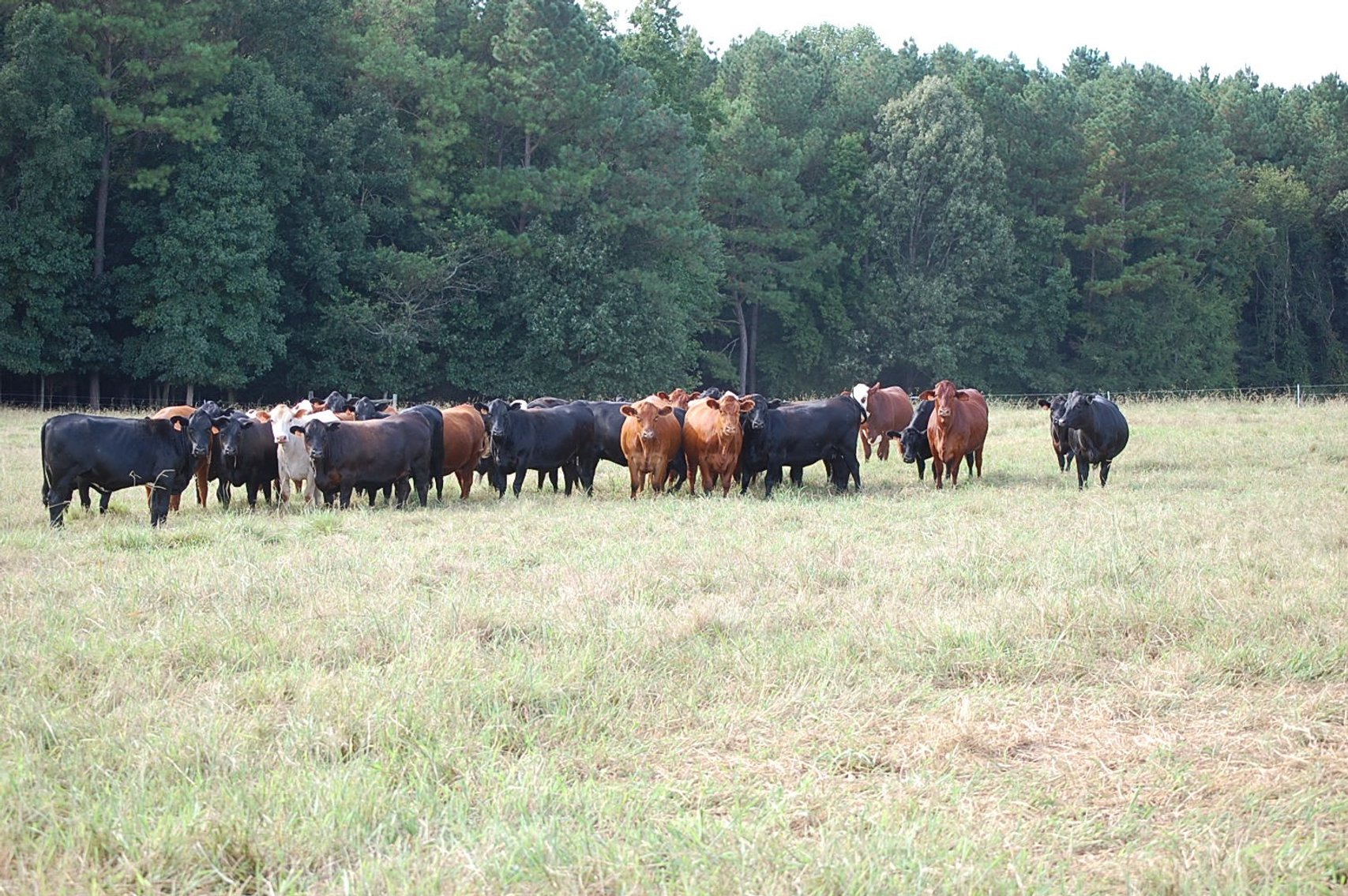Image for E.B. & Shane Harris 24th Annual Influence Commercial Female & Bull Sale