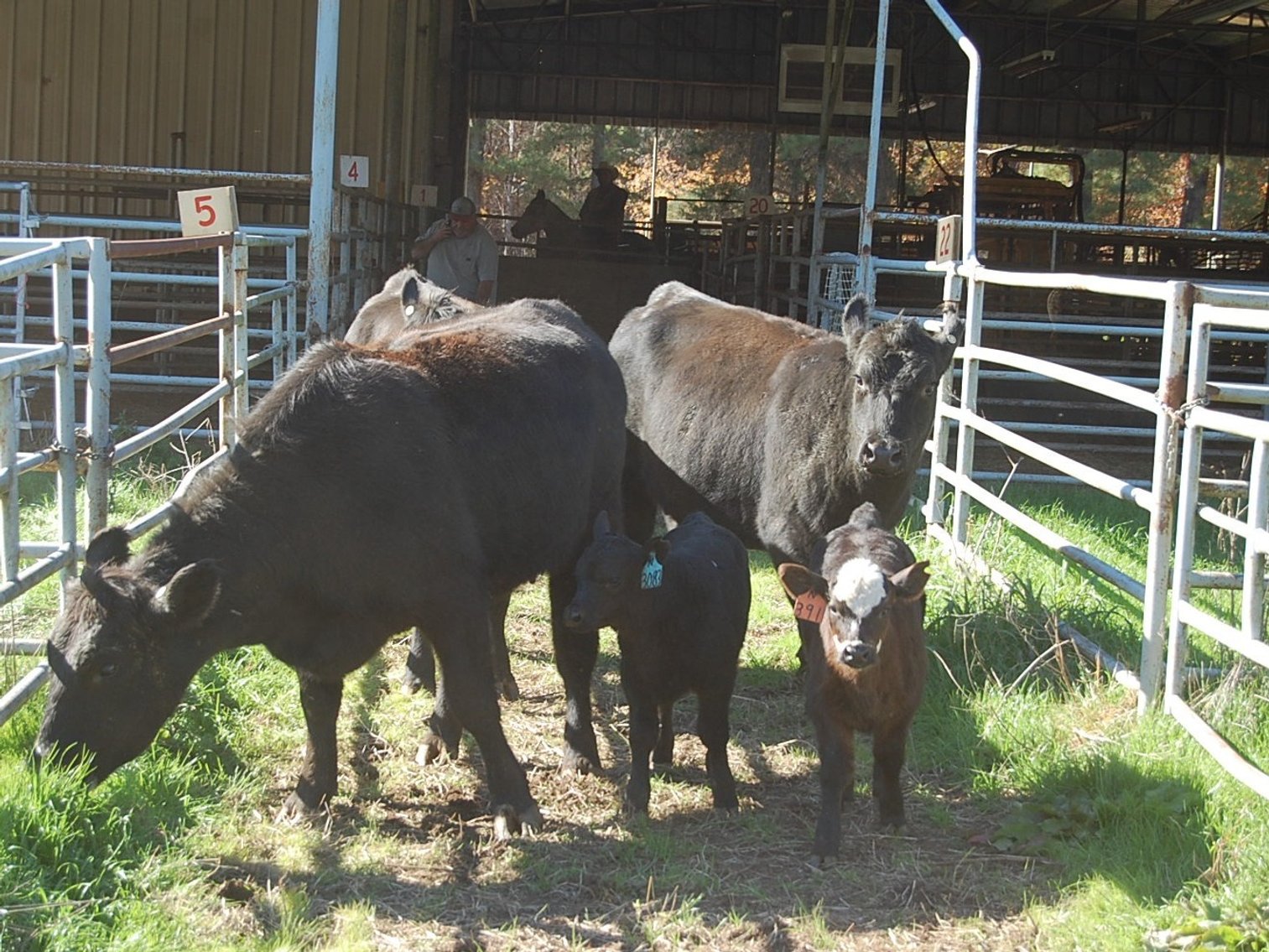 Image for E.B. & Shane Harris 24th Annual Influence Commercial Female & Bull Sale
