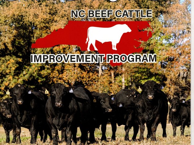 NC BCIP Butner Bull Sale