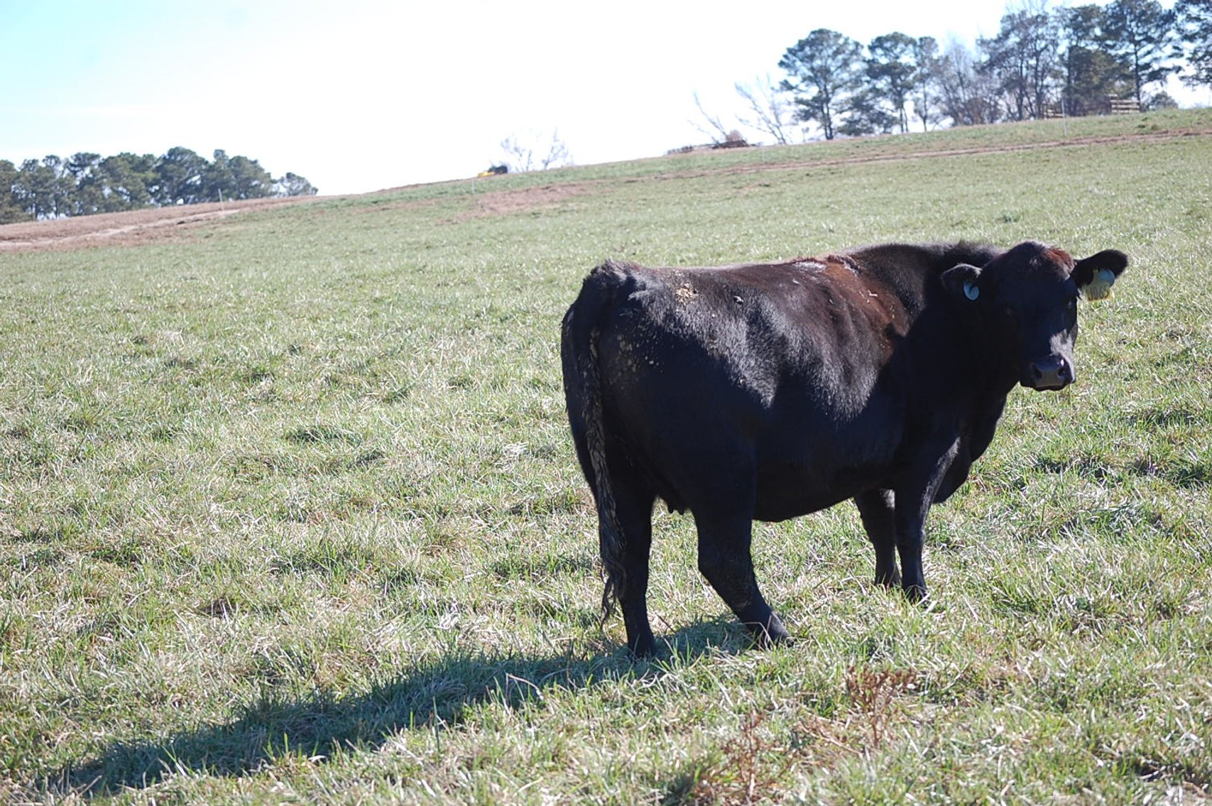 Image for 36th Annual Starting the New Year Cattle Auction