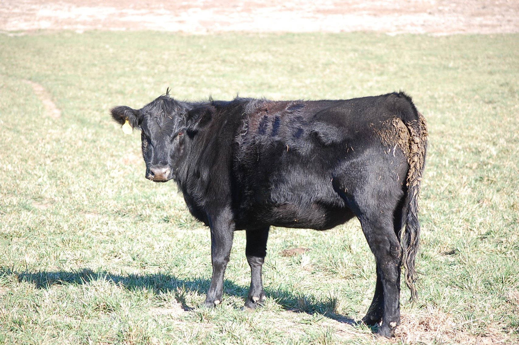 Image for 36th Annual Starting the New Year Cattle Auction