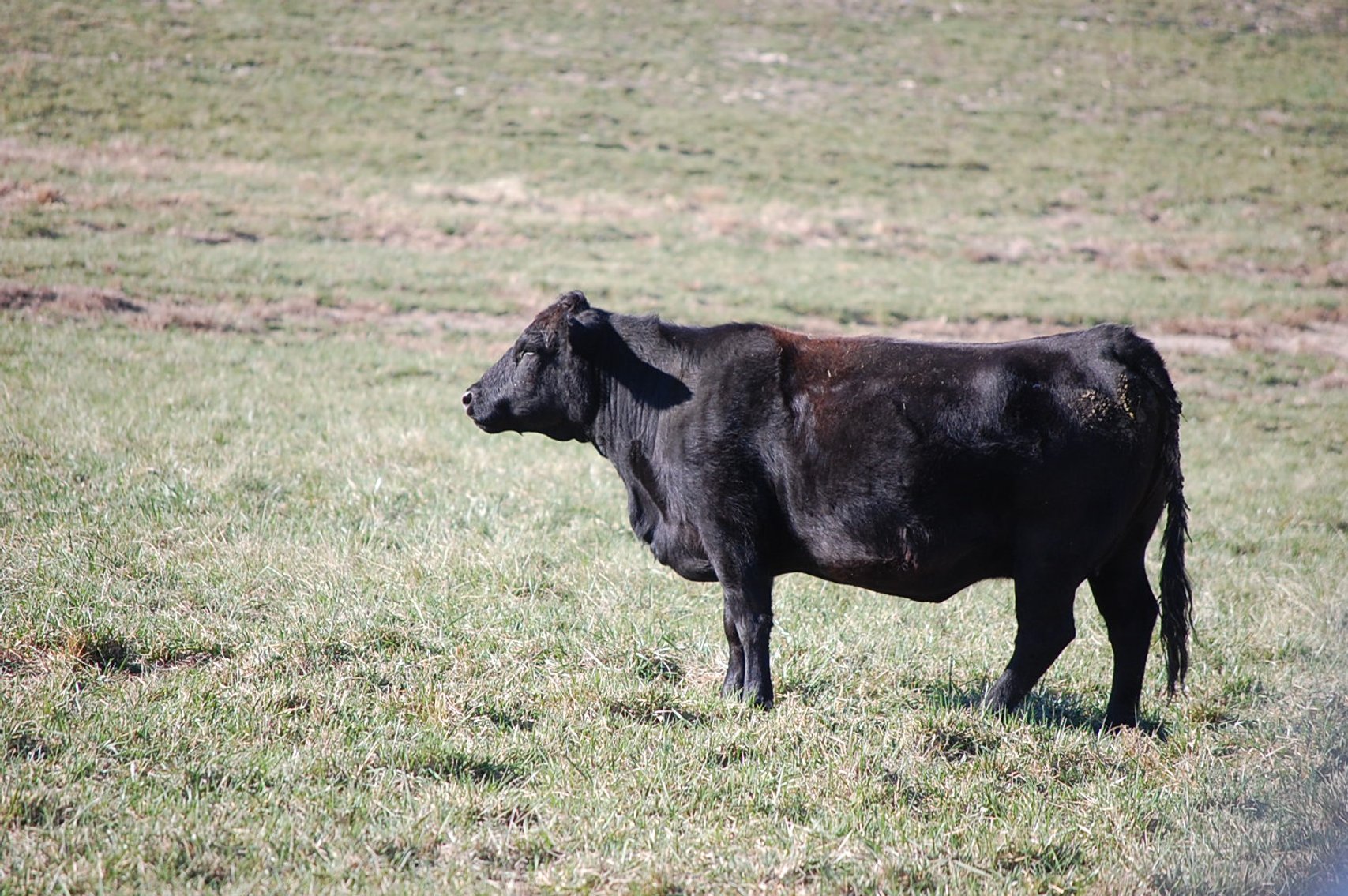 Image for 36th Annual Starting the New Year Cattle Auction