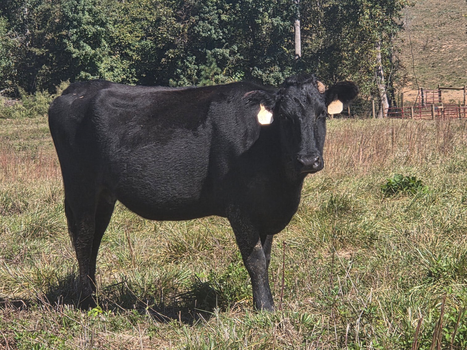 Image for 36th Annual Starting the New Year Cattle Auction