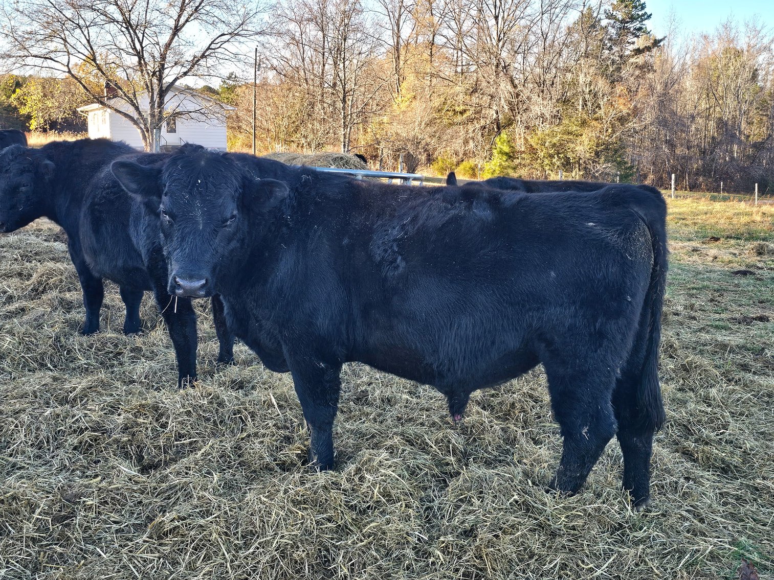 Image for 36th Annual Starting the New Year Cattle Auction