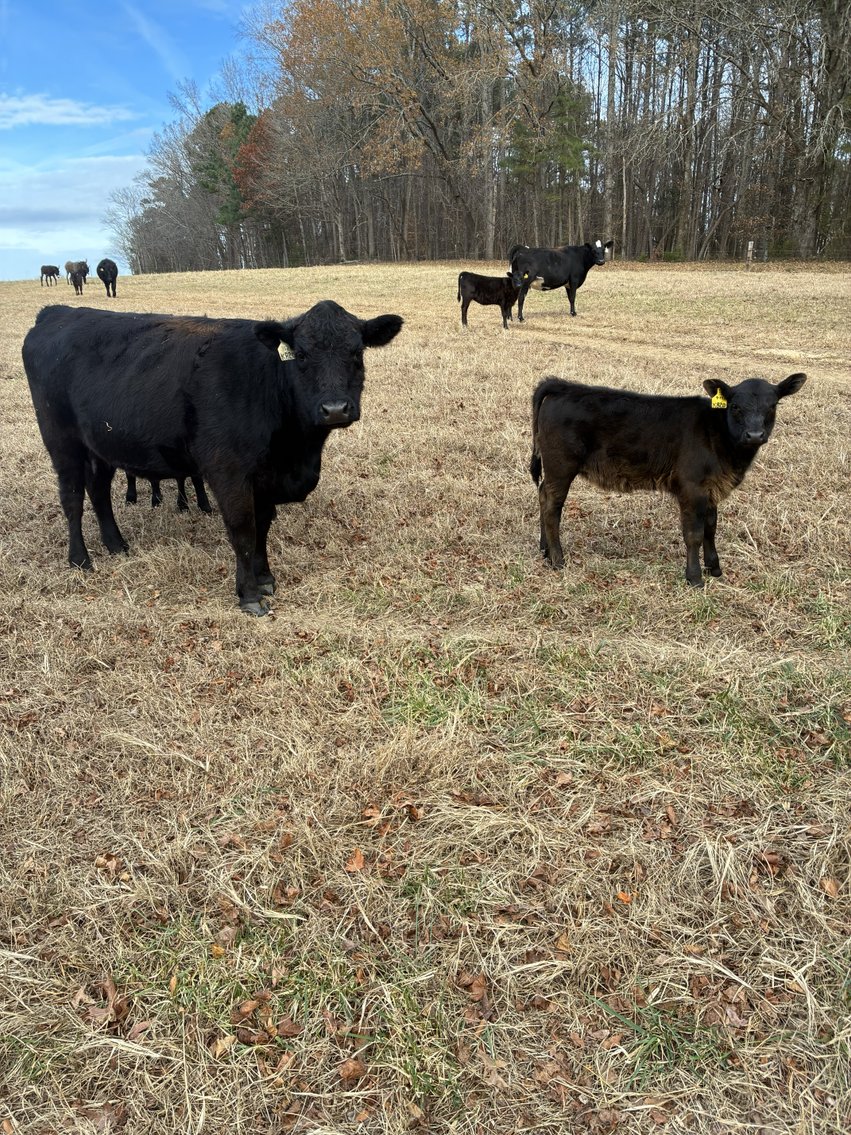 Image for 36th Annual Starting the New Year Cattle Auction