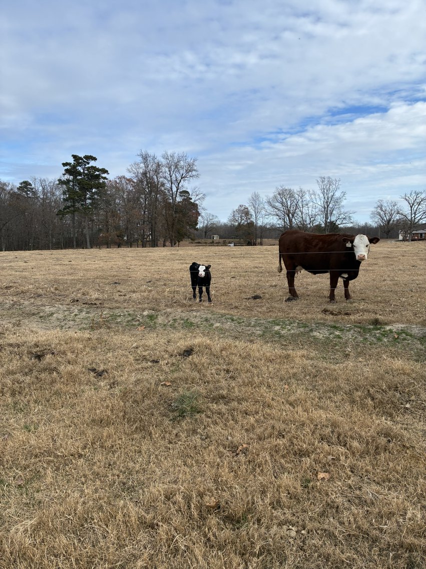 Image for 36th Annual Starting the New Year Cattle Auction