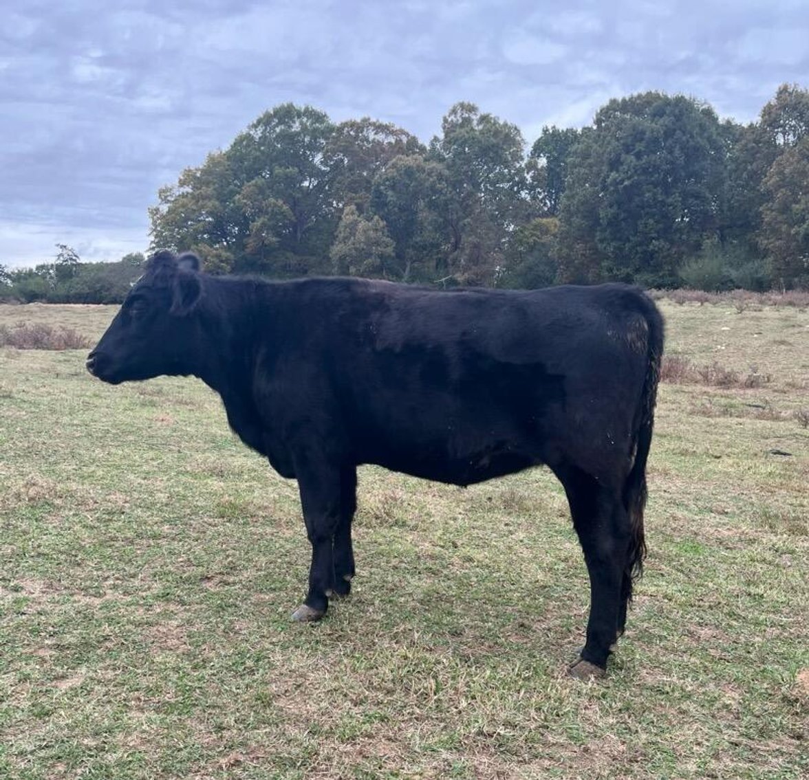 Image for 36th Annual Starting the New Year Cattle Auction