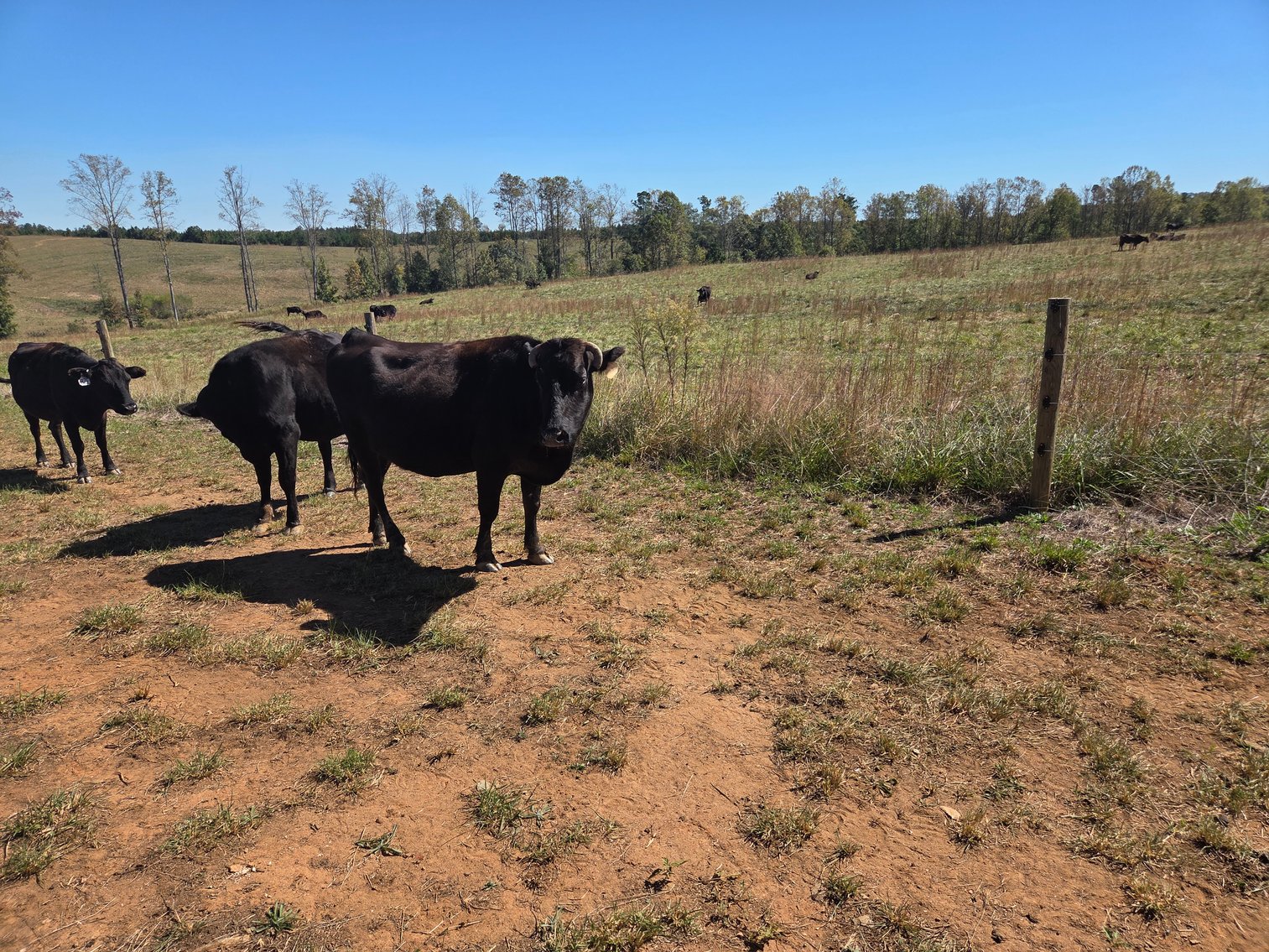 Image for 36th Annual Starting the New Year Cattle Auction