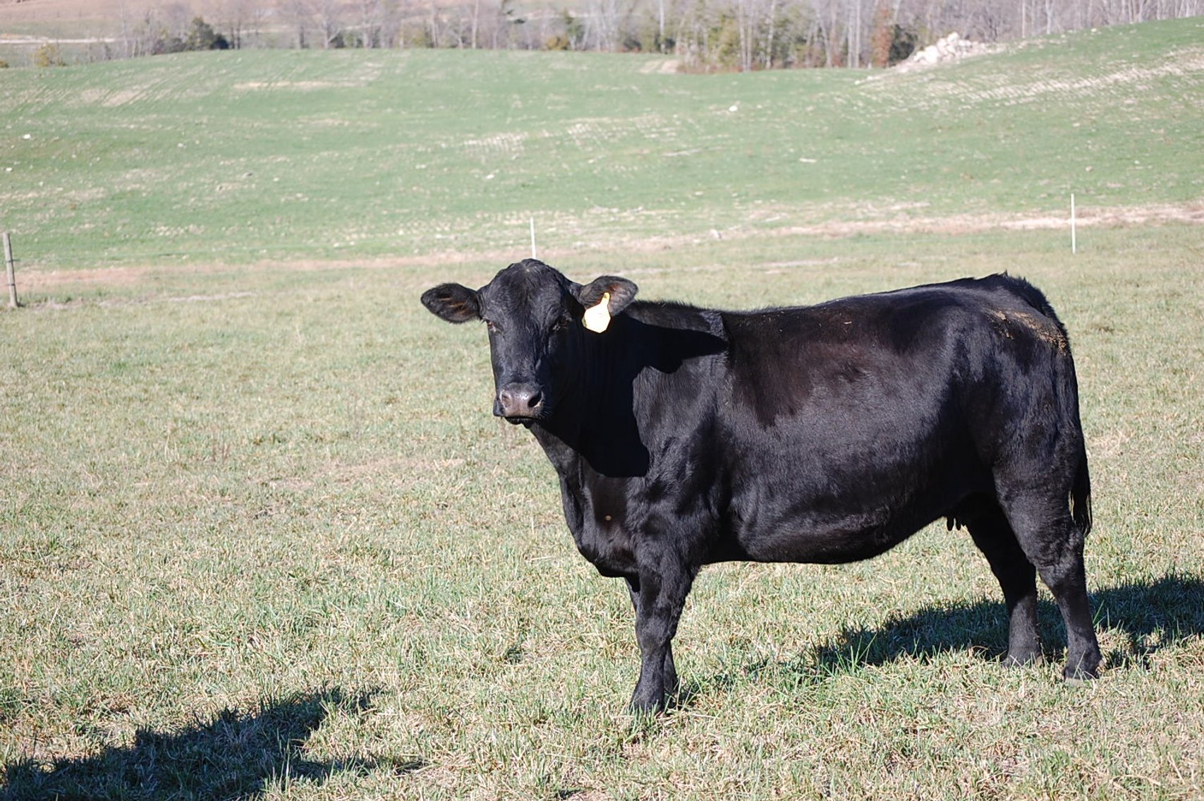 Image for 36th Annual Starting the New Year Cattle Auction