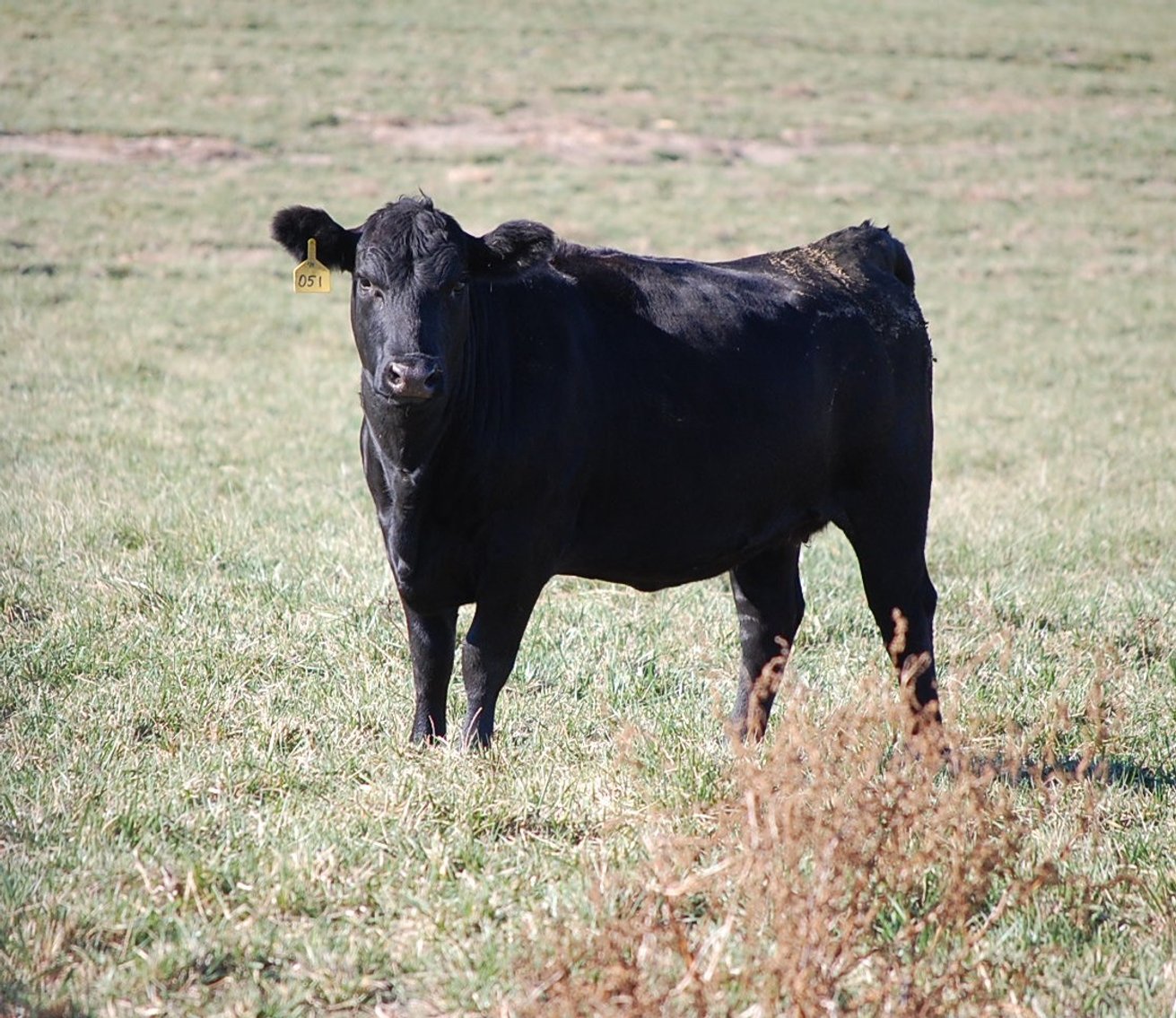 Image for 36th Annual Starting the New Year Cattle Auction
