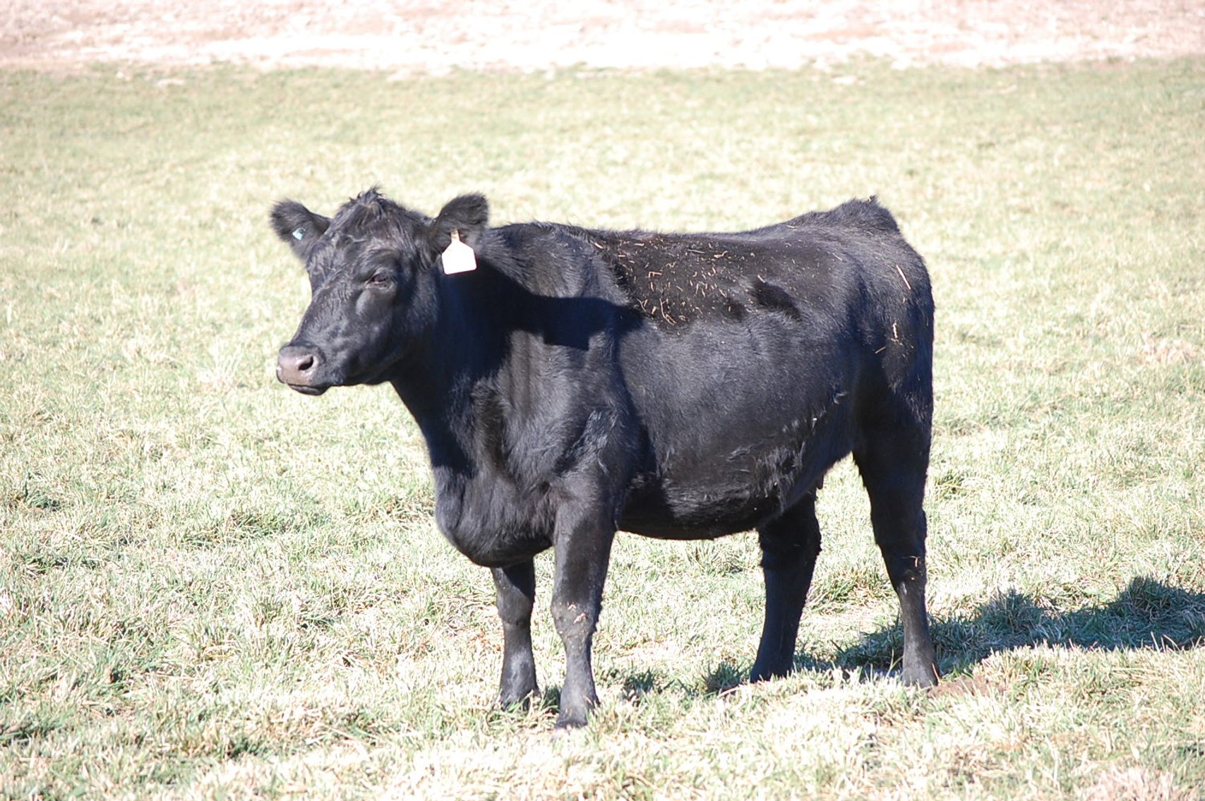 Image for 36th Annual Starting the New Year Cattle Auction