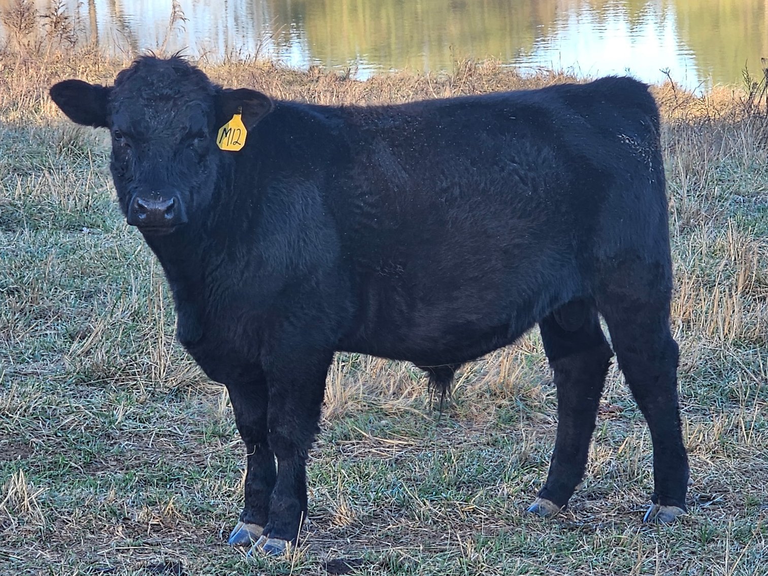 Image for 36th Annual Starting the New Year Cattle Auction