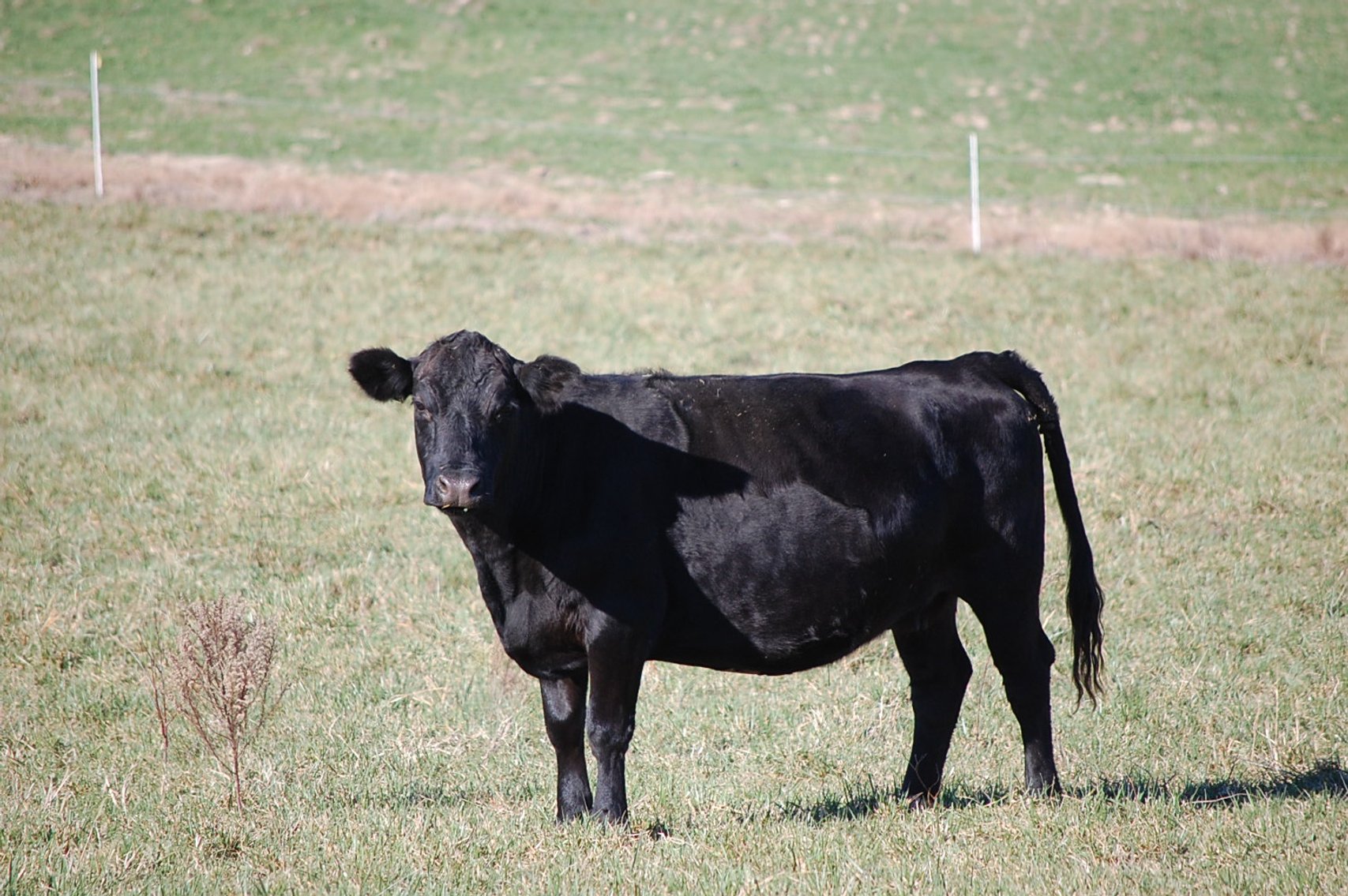 Image for 36th Annual Starting the New Year Cattle Auction