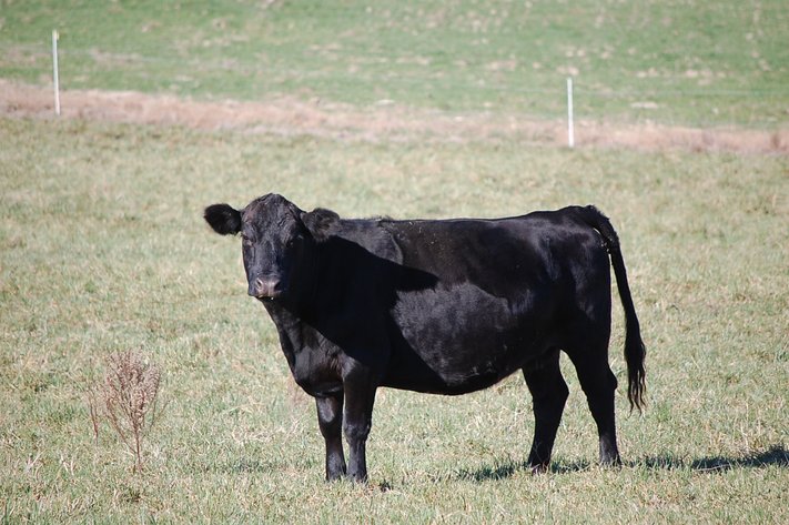 36th Annual Starting the New Year Cattle Auction