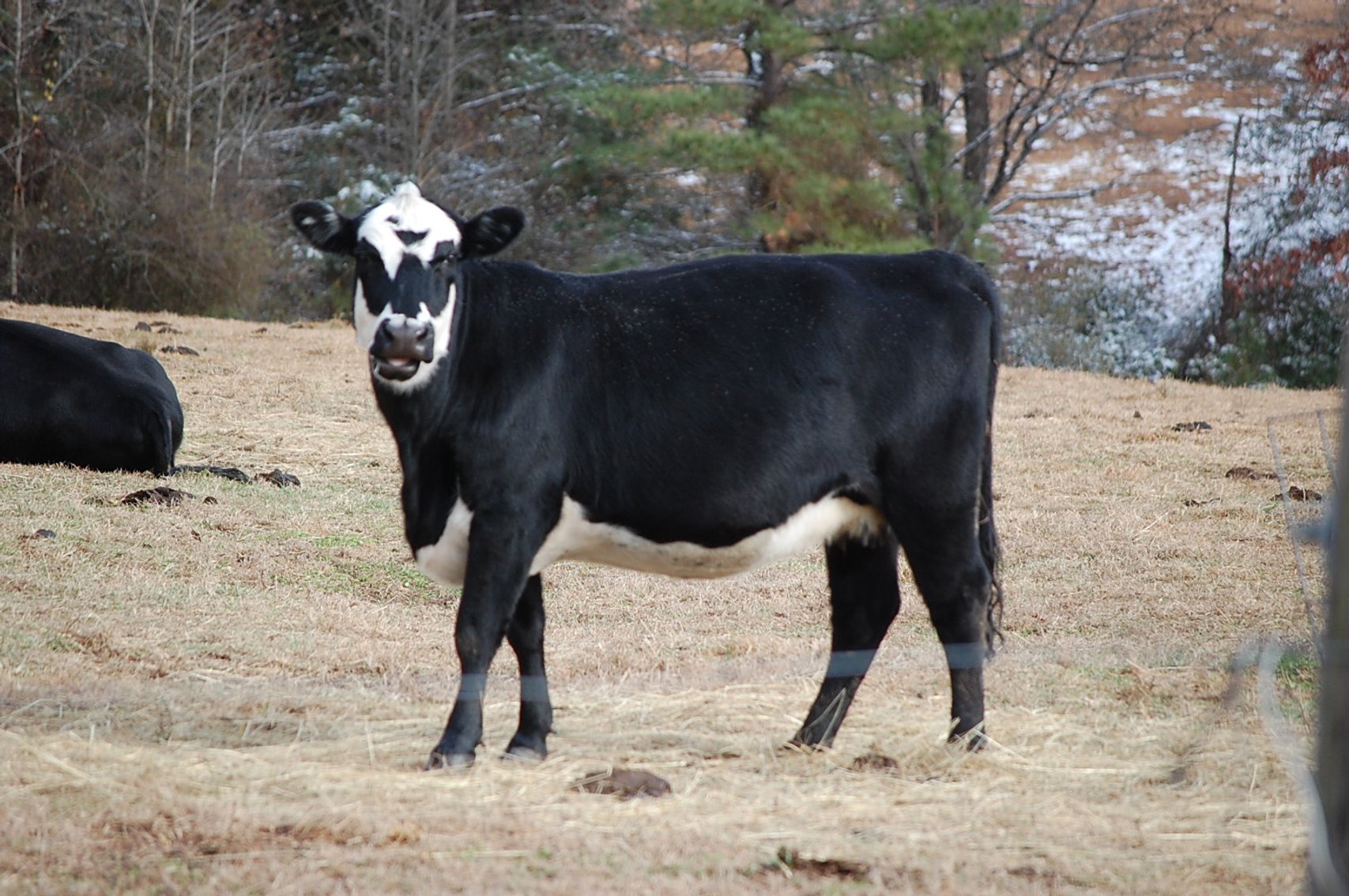 Image for 36th Annual Starting the New Year Cattle Auction
