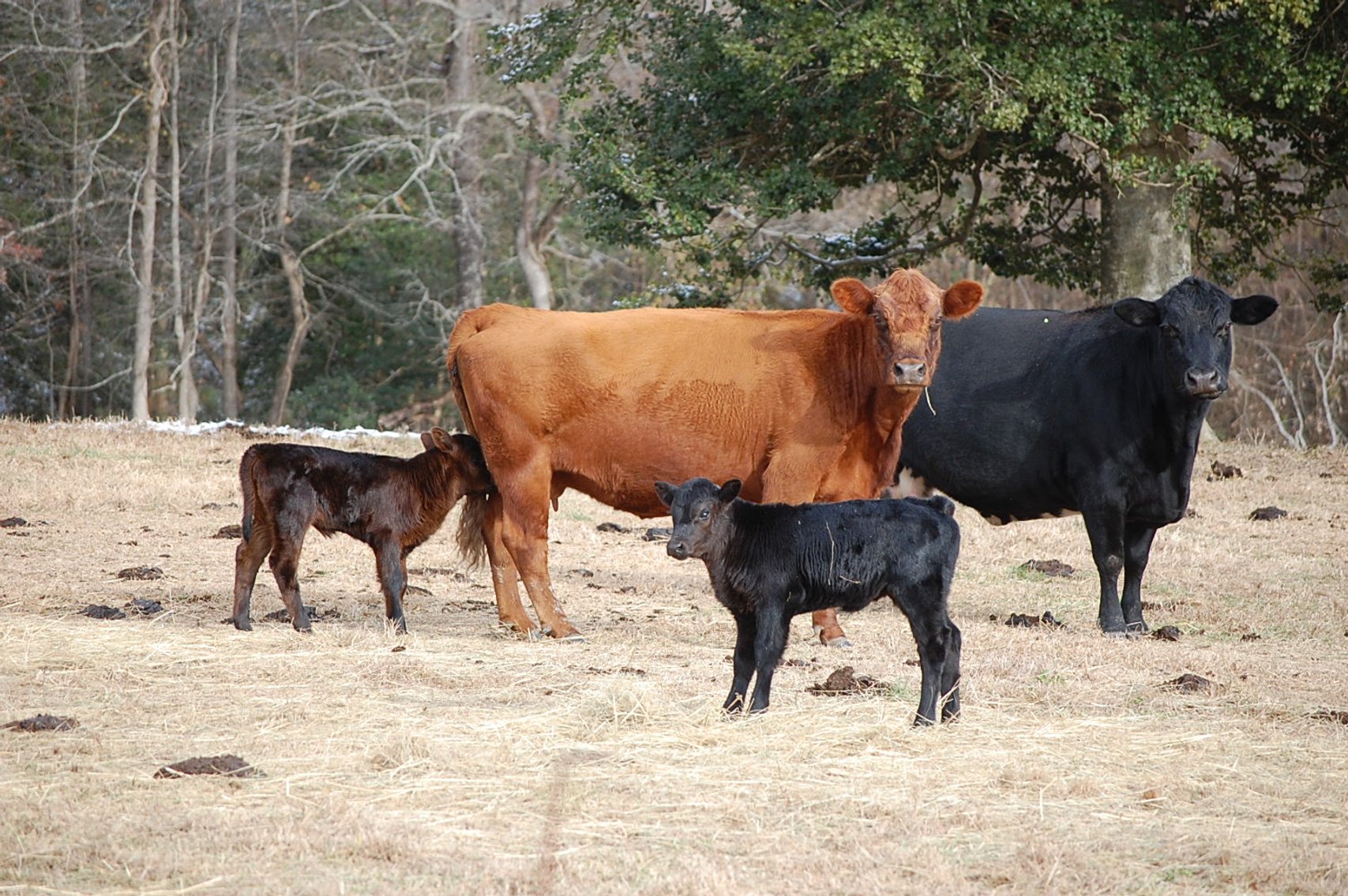 Image for 36th Annual Starting the New Year Cattle Auction
