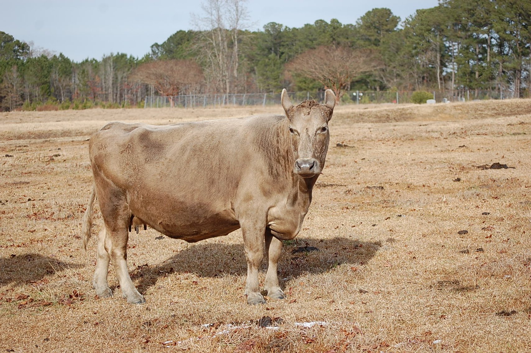 Image for 36th Annual Starting the New Year Cattle Auction