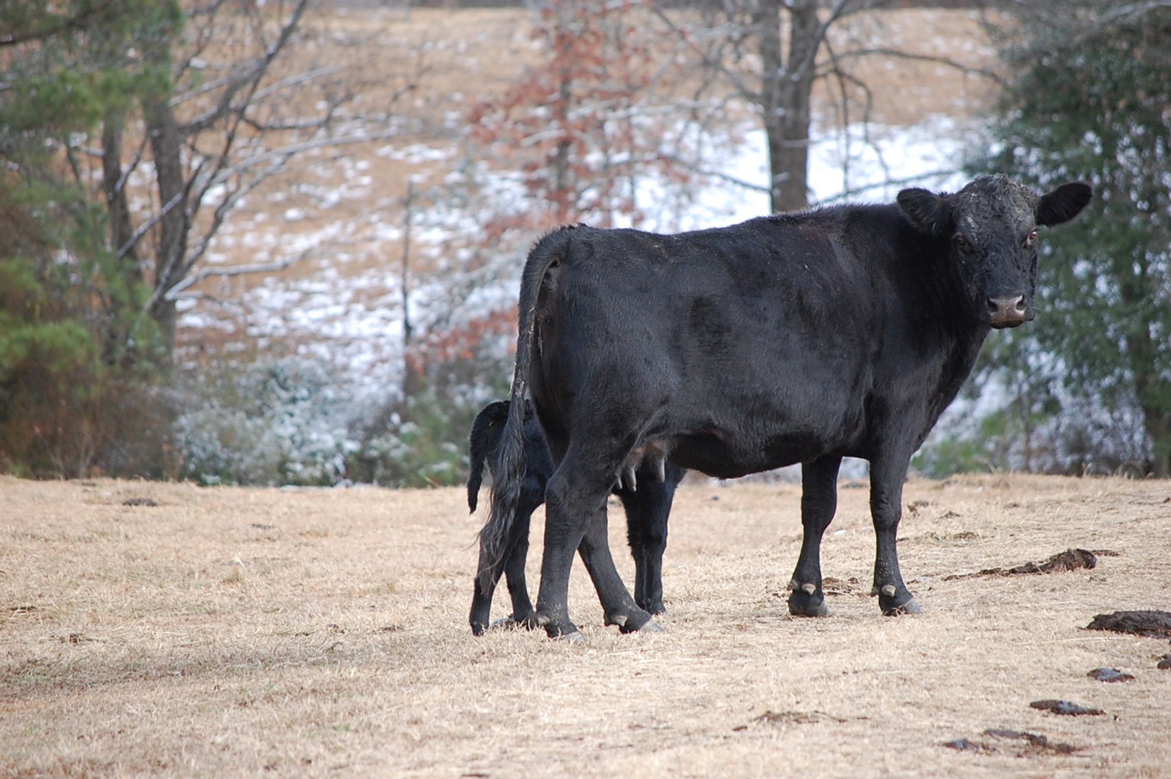 Image for 36th Annual Starting the New Year Cattle Auction