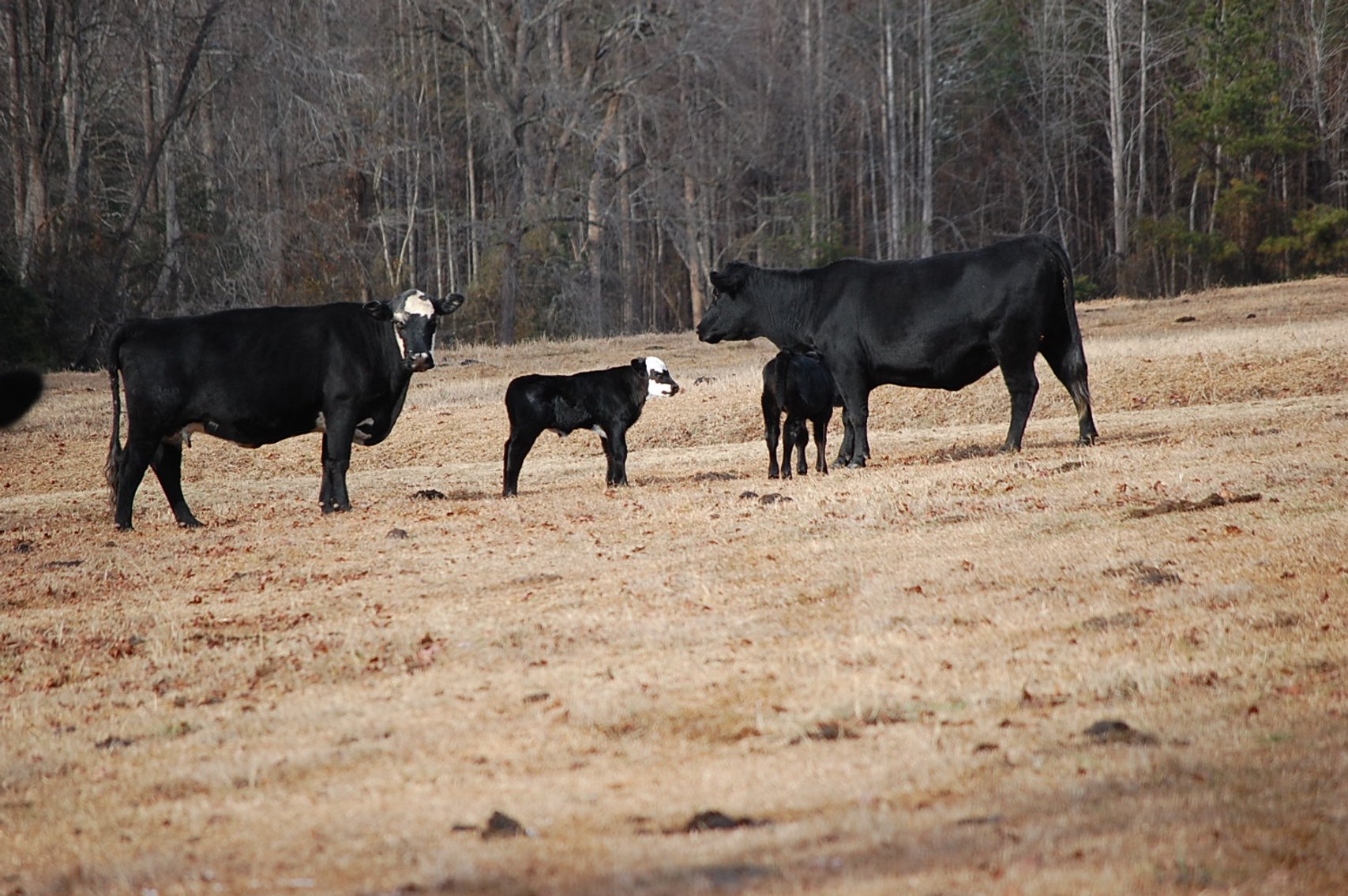 Image for 36th Annual Starting the New Year Cattle Auction