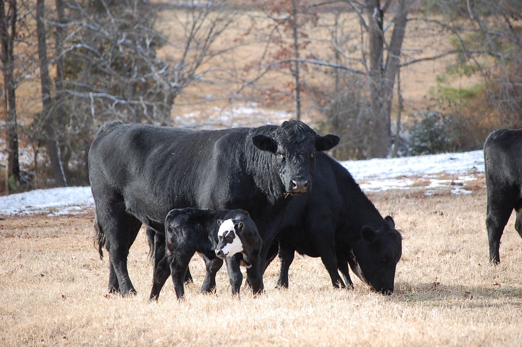 Image for 36th Annual Starting the New Year Cattle Auction