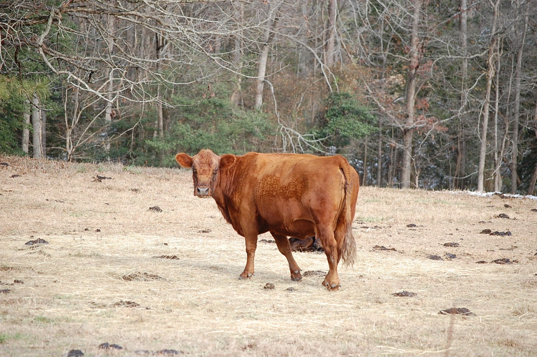 Image for 36th Annual Starting the New Year Cattle Auction