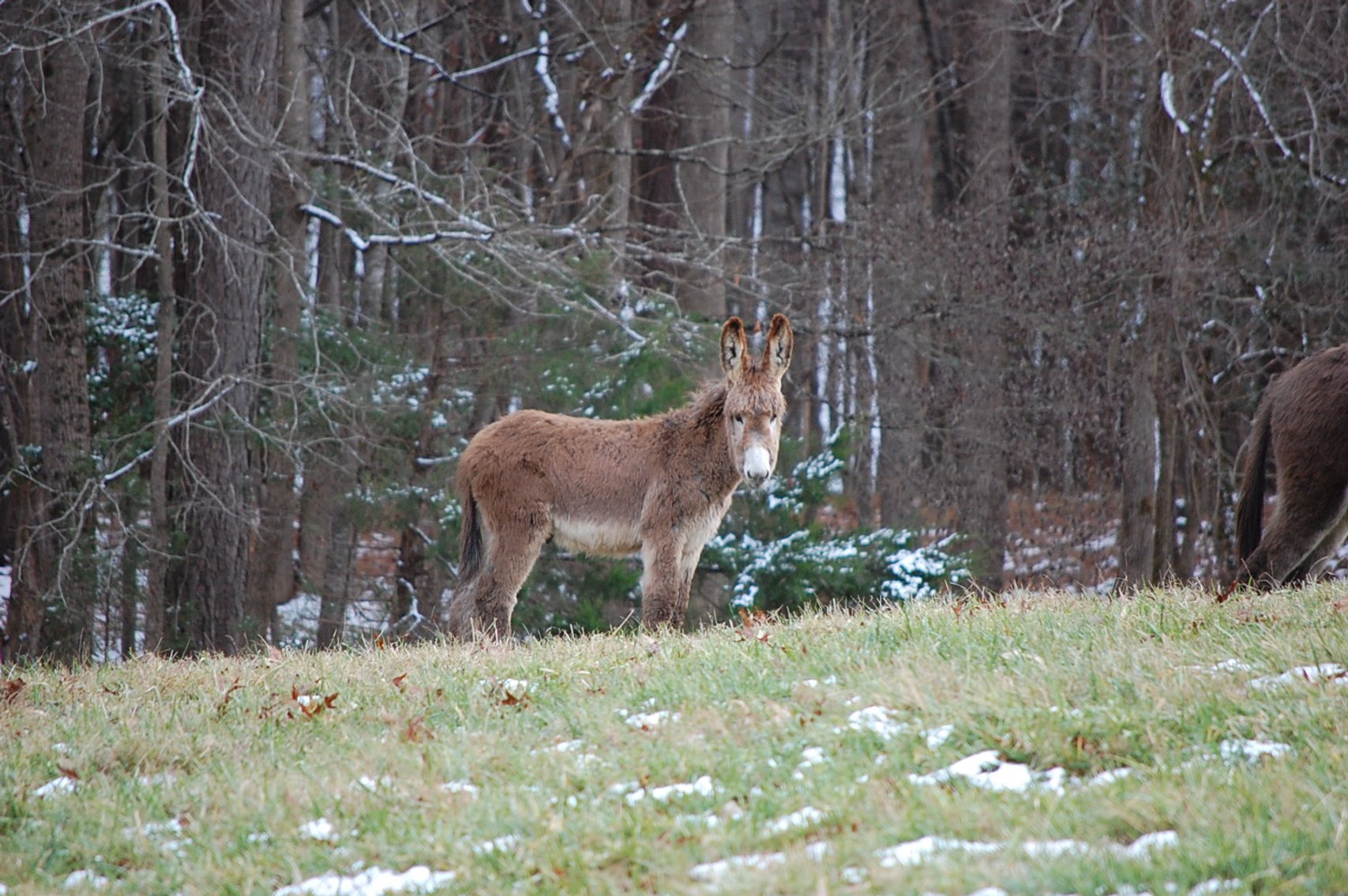 Image for 36th Annual Starting the New Year Cattle Auction