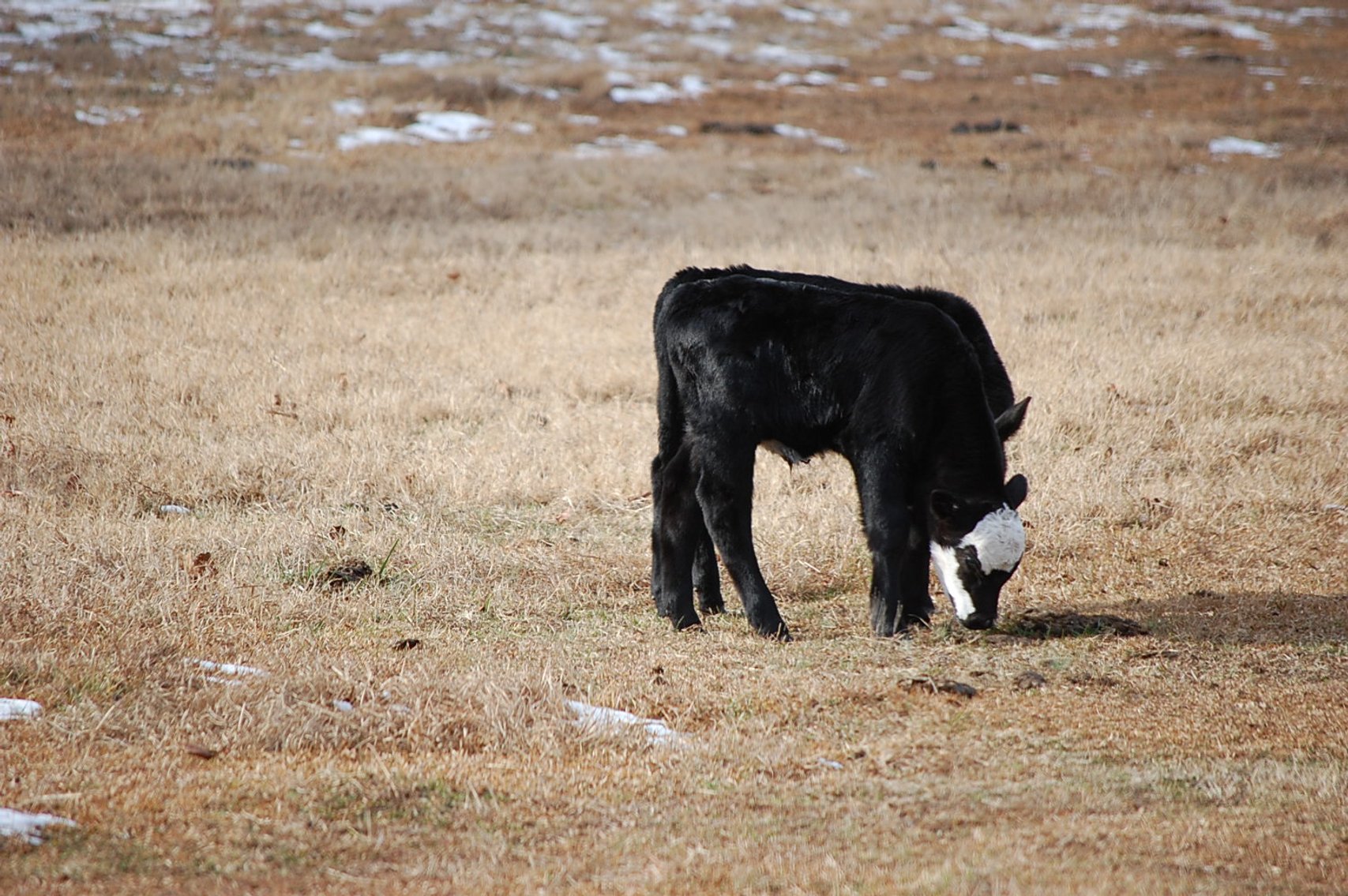 Image for 36th Annual Starting the New Year Cattle Auction