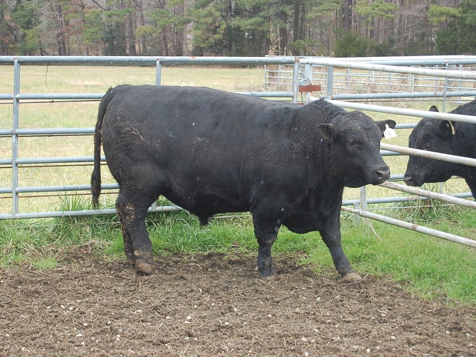 Image for NC BCIP Butner Bull Sale