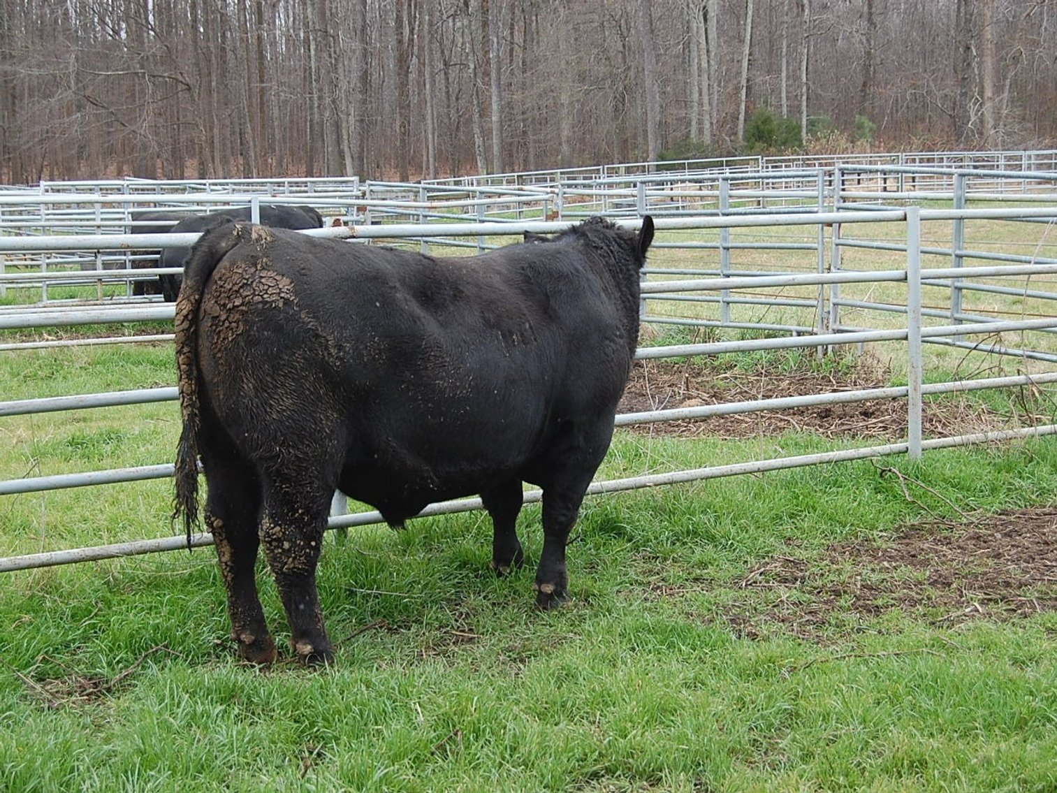 Image for NC BCIP Butner Bull Sale