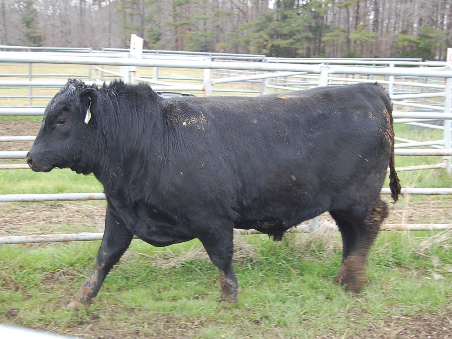 Image for NC BCIP Butner Bull Sale