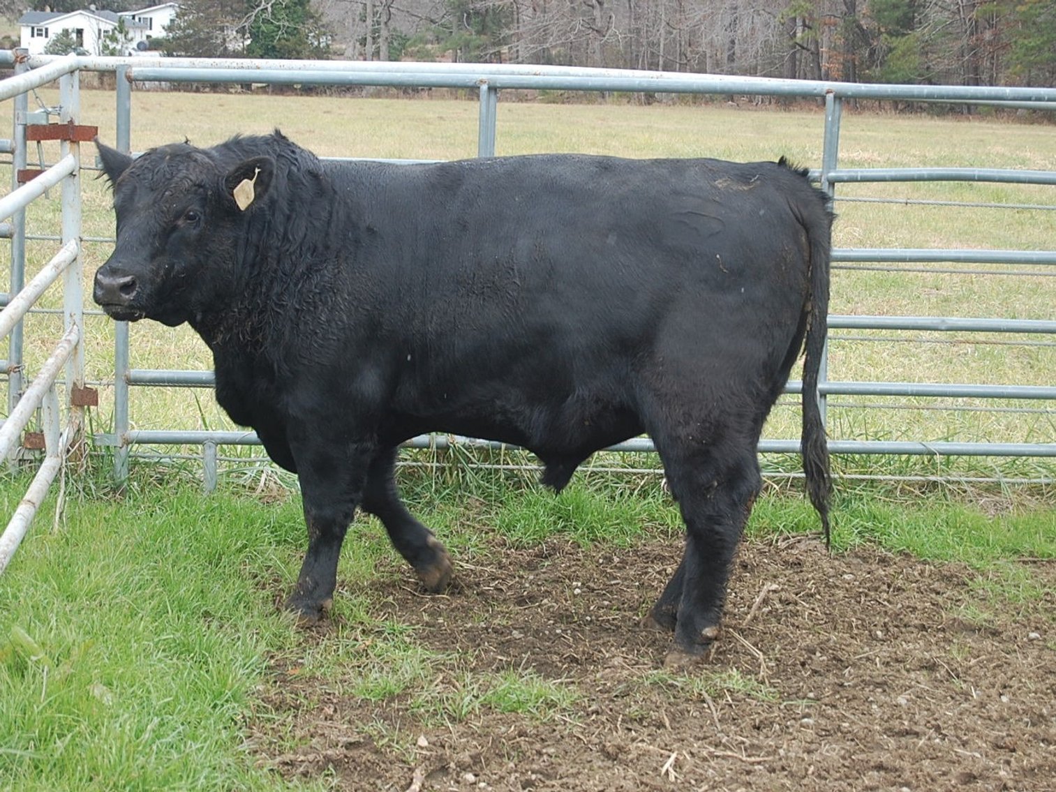 Image for NC BCIP Butner Bull Sale