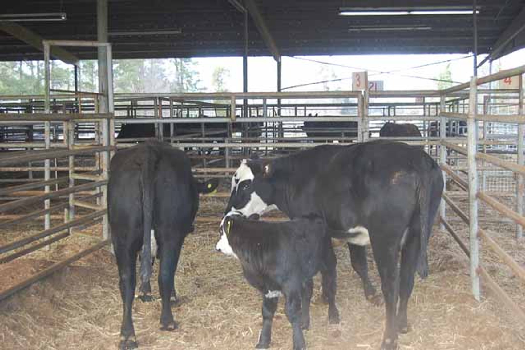 Image for 36th Annual Starting the New Year Cattle Auction