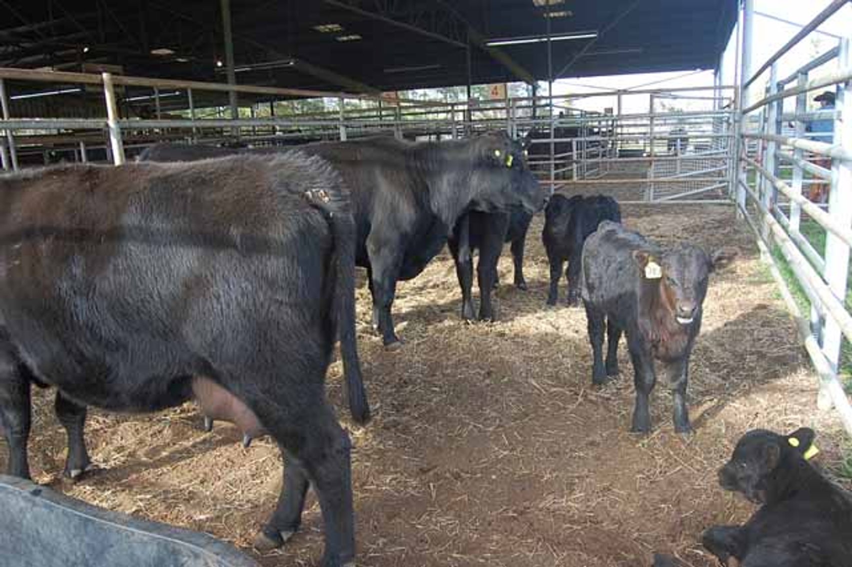 Image for 36th Annual Starting the New Year Cattle Auction
