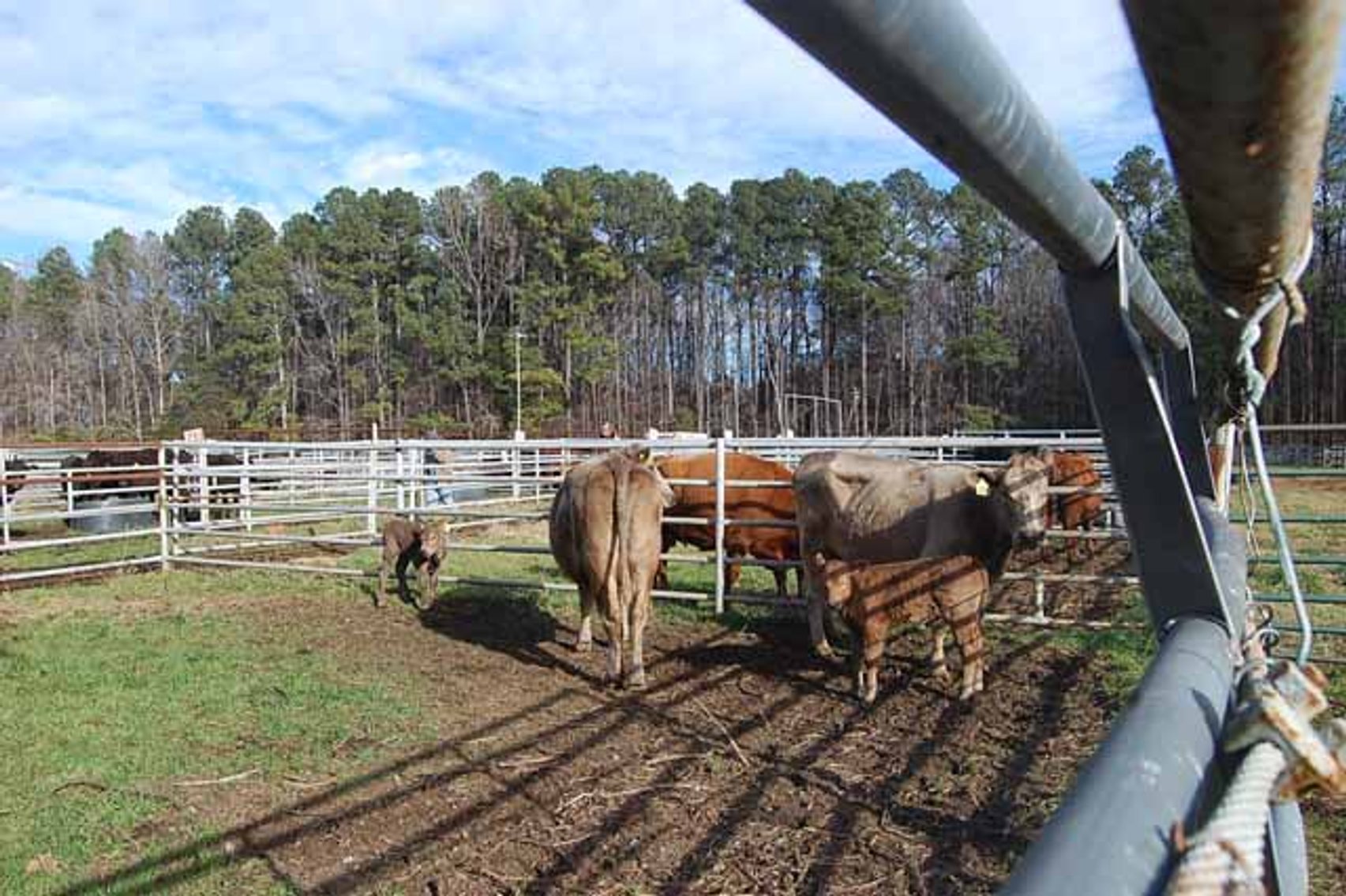 Image for 36th Annual Starting the New Year Cattle Auction