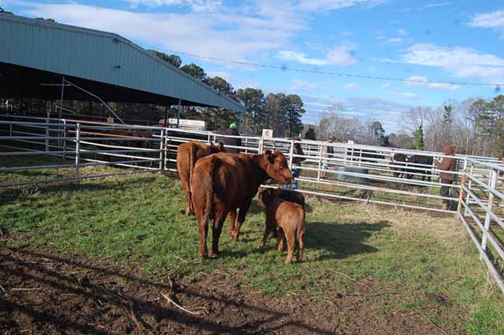 Image for 36th Annual Starting the New Year Cattle Auction