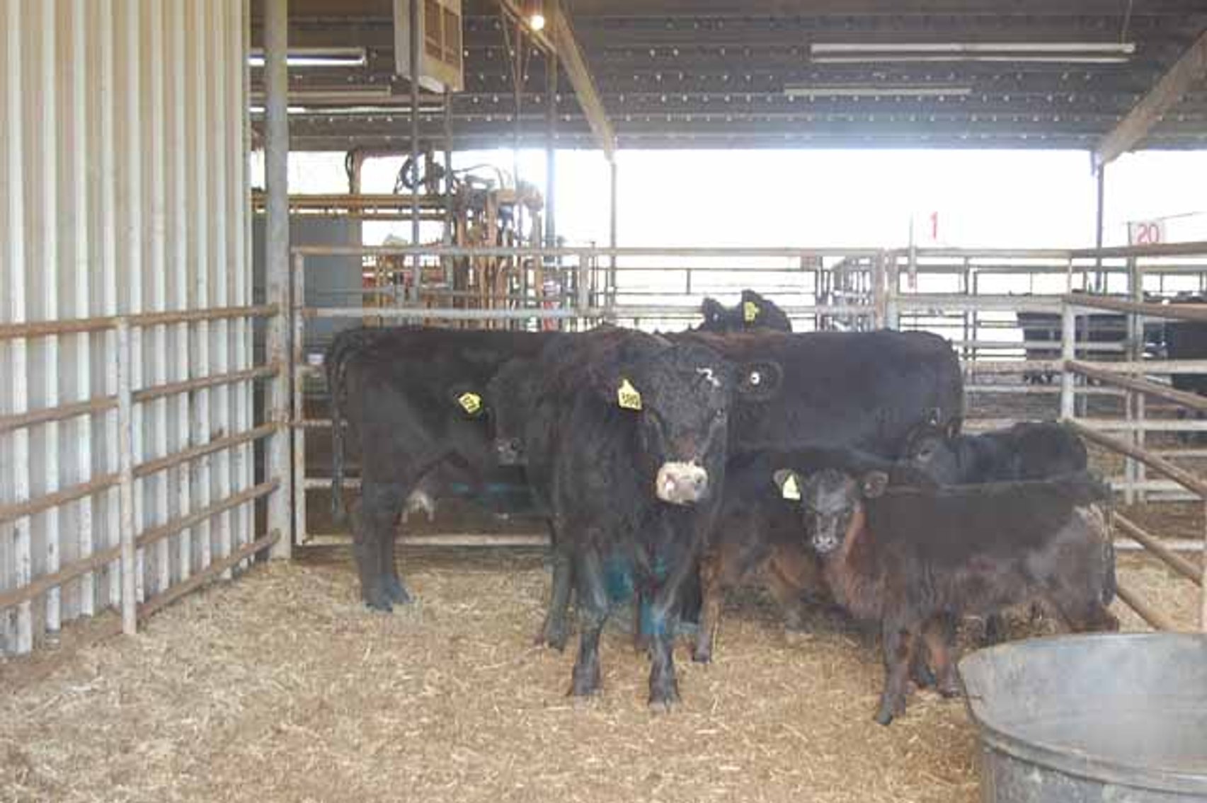 Image for 36th Annual Starting the New Year Cattle Auction