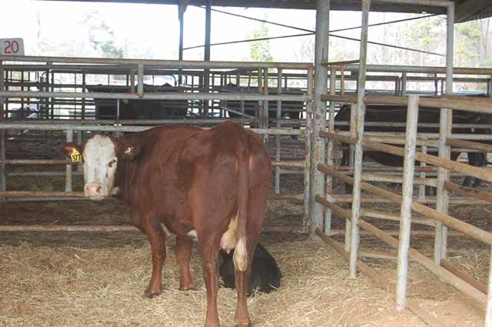 Image for 36th Annual Starting the New Year Cattle Auction